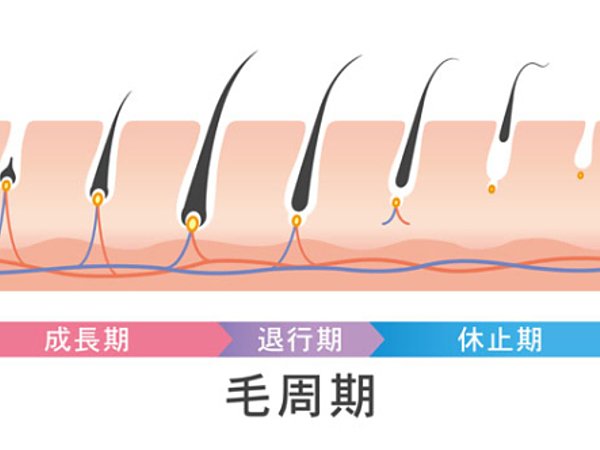 毛周期とは？ | 福岡市博多区の脱毛サロンPullulantの画像