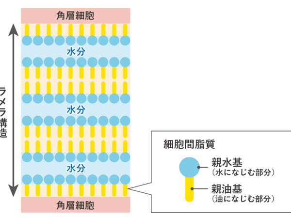 保湿成分「セラミド」の画像