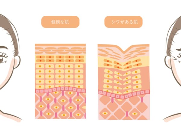 エイジングケア成分の画像